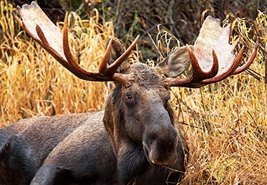 Male Moose Bull Alaska