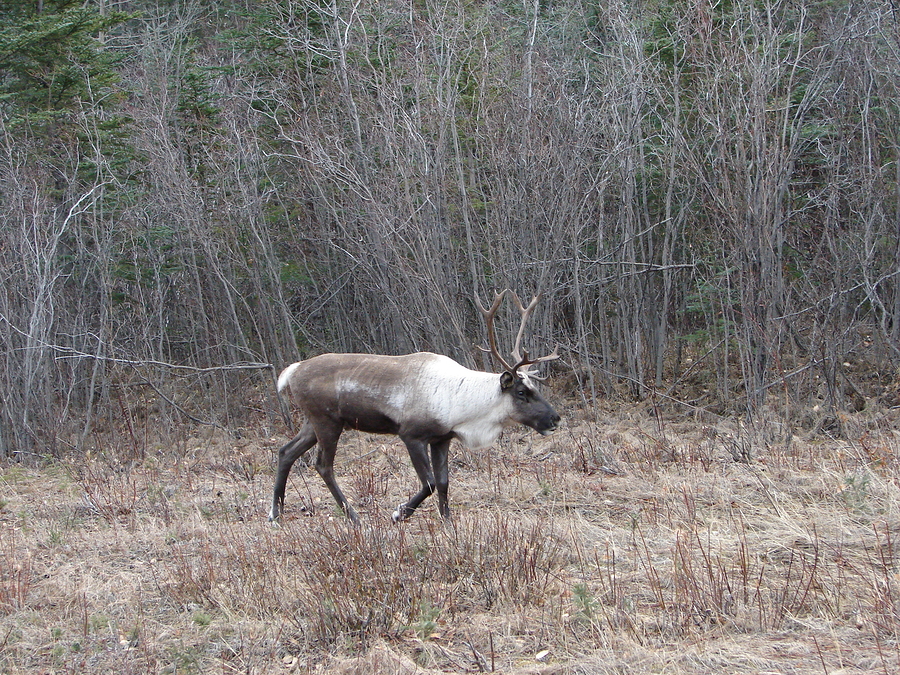 95.002 Woodland Caribou Bull